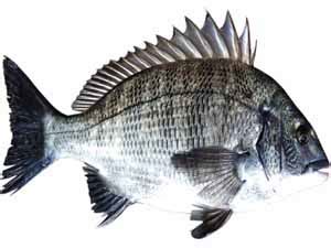 Sea Bream Fish: Characteristics, Cooking, Taste, Price.
